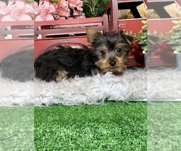 Medium Photo #3 Yorkshire Terrier Puppy For Sale in CANOGA, NY, USA