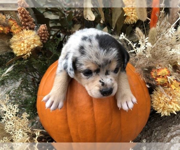 Medium Photo #5 Australian Shepherd-Chihuahua Mix Puppy For Sale in SHERMAN, TX, USA