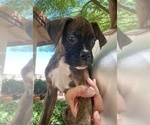 Puppy Male 3 Boxer