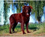Small Photo #1 Australian Shepherd Puppy For Sale in TULAROSA, NM, USA