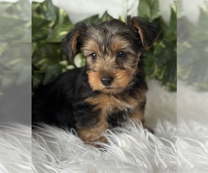 Yorkshire Terrier Puppy for sale in ROCK STREAM, NY, USA