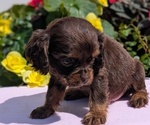 Small #3 Cocker Spaniel
