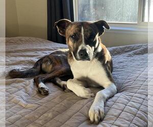 Basenji-Unknown Mix Dogs for adoption in Incline Village, NV, USA