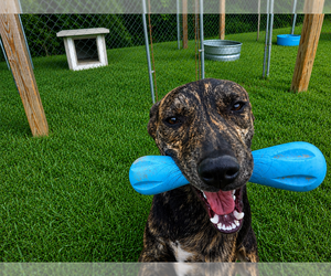 Rex - Male Mountain Cur-Unknown Mix Dog for Adoption - Photo #8