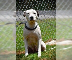 American Bulldog-Unknown Mix Dogs for adoption in Rowayton, CT, USA
