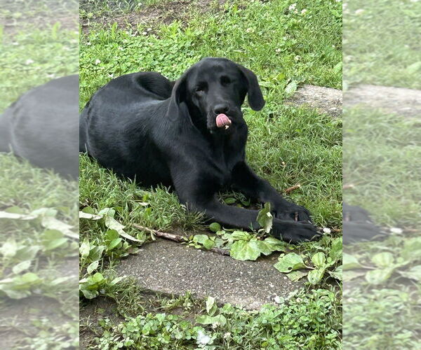 Medium Photo #2 Labrador Retriever-Mountain Cur Mix Puppy For Sale in Boston, MA, USA