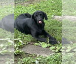 Small #1 Labrador Retriever-Mountain Cur Mix