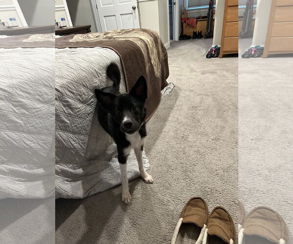 Medium Photo #10 Border Collie-Unknown Mix Puppy For Sale in Doylestown, PA, USA
