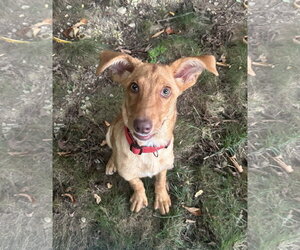 Golden Labrador Dogs for adoption in Stephens City, VA, USA