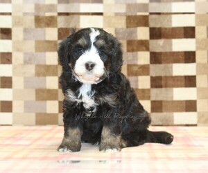 Bernedoodle (Miniature) Puppy for sale in DENVER, PA, USA