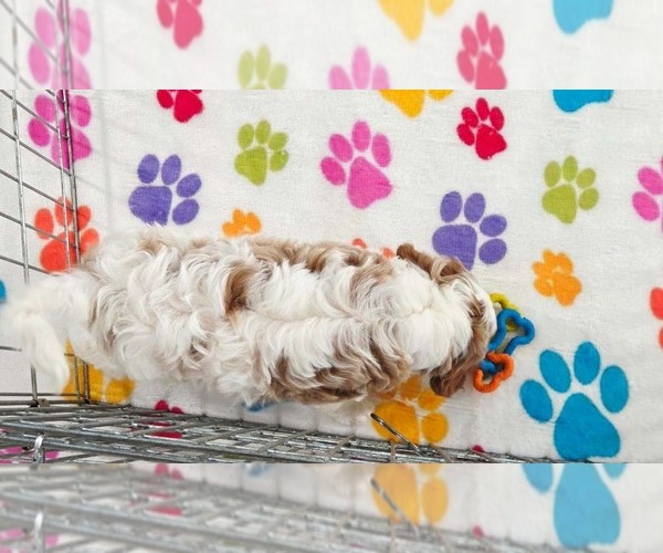 Medium Photo #8 Cavapoo (Miniature)-Poodle (Toy) Mix Puppy For Sale in ORO VALLEY, AZ, USA