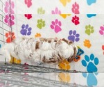 Small #7 Cavapoo (Miniature)-Poodle (Toy) Mix