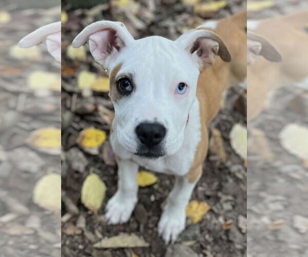 Medium Photo #7 American Pit Bull Terrier-Unknown Mix Puppy For Sale in Wakefield, RI, USA
