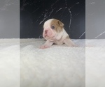 Puppy Ron Boston Terrier