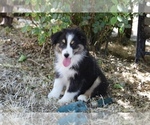 Small #1 Australian Shepherd