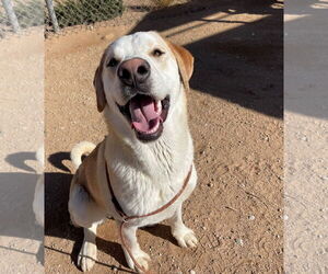 Prancer - Male Chesador Dog for Adoption - Photo #11