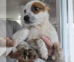 Small #4 Australian Cattle Dog