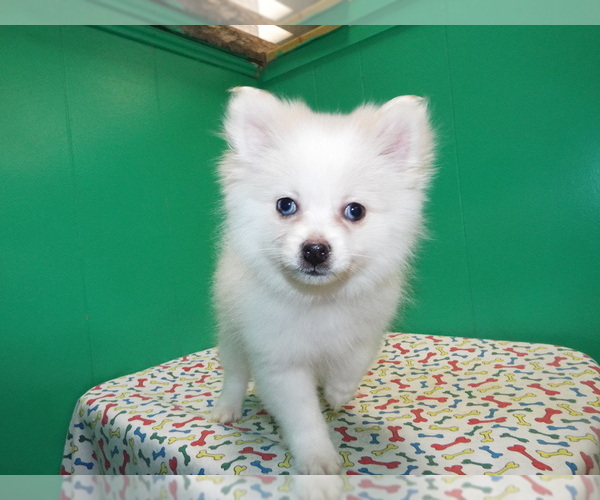Medium Photo #4 Pomeranian Puppy For Sale in PATERSON, NJ, USA