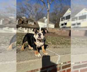 Bulldog Puppy for sale in COUNCIL BLUFFS, IA, USA