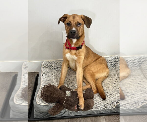 Medium Photo #17 Labrador Retriever-Rhodesian Ridgeback Mix Puppy For Sale in Brewster, NY, USA
