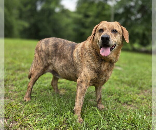 Medium Photo #1 Catahoula Leopard Dog-German Shepherd Dog Mix Puppy For Sale in Attalka, AL, USA