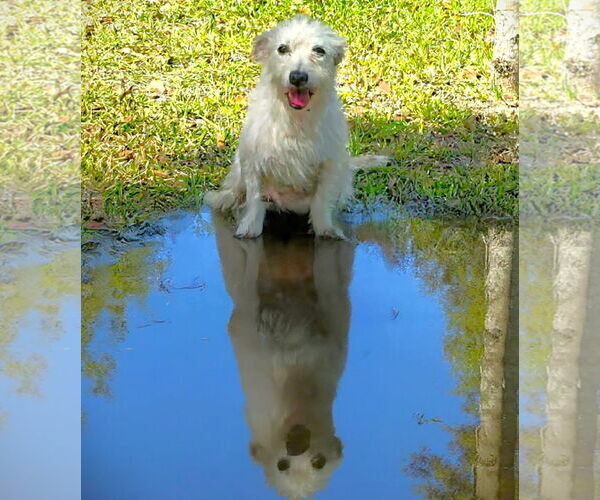 Medium Photo #2 Mutt Puppy For Sale in Gulfport, MI, USA