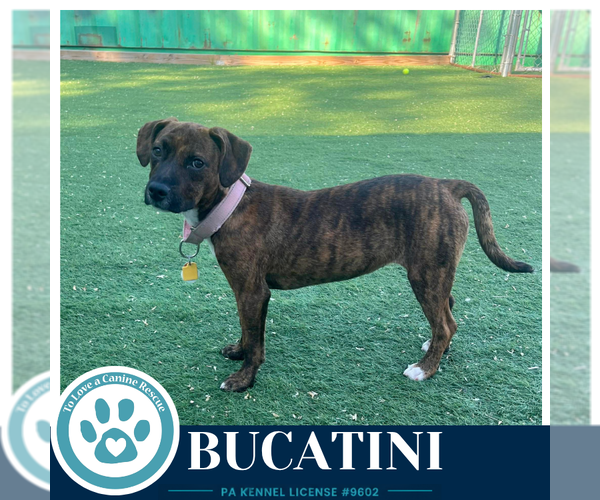 Medium Photo #9 Boxer-Unknown Mix Puppy For Sale in Kimberton, PA, USA
