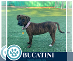 Small #8 Boxer Mix