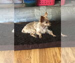 Small #1 Mutt
