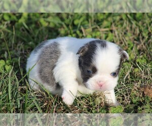 French Bulldog Litter for sale in MIAMI, FL, USA