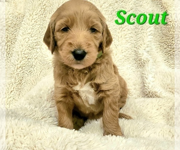 Medium Photo #2 Goldendoodle Puppy For Sale in CANYON, TX, USA