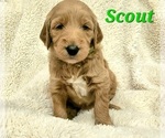Small Photo #2 Goldendoodle Puppy For Sale in CANYON, TX, USA