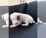 Small #10 American Bully-American Pit Bull Terrier Mix