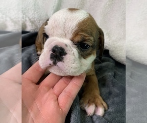 English Bulldog Puppy for sale in JOHNS ISLAND, SC, USA