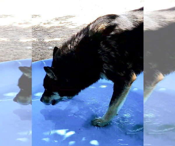 Medium Photo #25 Australian Kelpie Puppy For Sale in Apple Valley, CA, USA