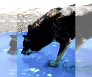 Hunter - Male Australian Kelpie Dog for Adoption - Photo #25