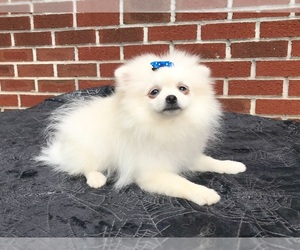 Pomeranian Puppy for sale in DAWSONVILLE, GA, USA