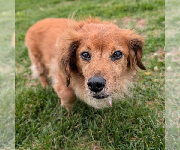 Medium Photo #3 Dachshund Puppy For Sale in Shelbyville, TN, USA