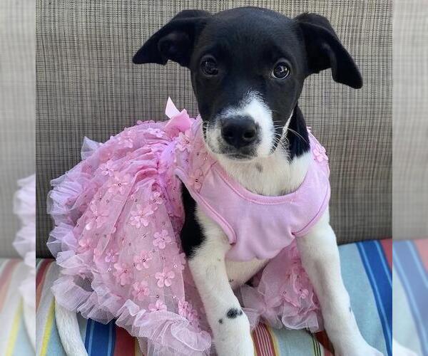 Medium Photo #9 Labrador Retriever-Unknown Mix Puppy For Sale in San Diego, CA, USA