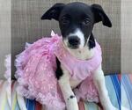 Small #8 Labrador Retriever Mix