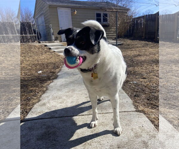 Medium Photo #2 Mutt Puppy For Sale in Crystal, MN, USA