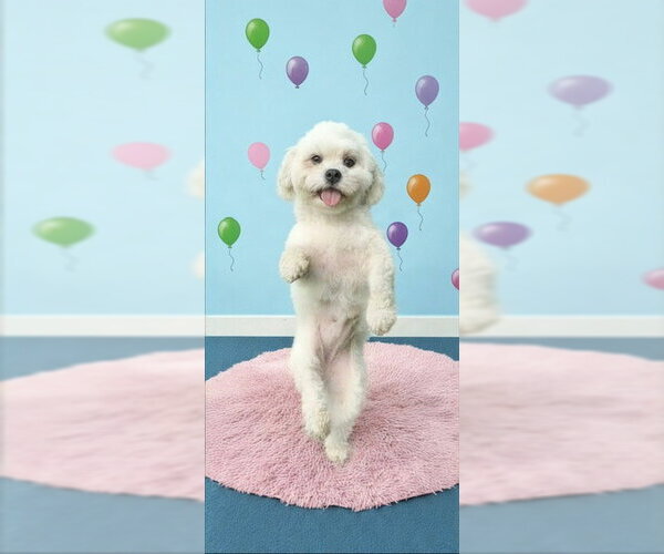 Medium Photo #14 Zuchon Puppy For Sale in Weston, FL, USA