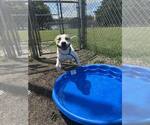 Small #8 American Pit Bull Terrier Mix