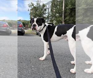 Mutt Dogs for adoption in Boston, MA, USA