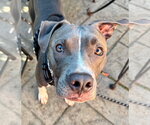 Hei Hei - Male American Pit Bull Terrier-Unknown Mix Dog for Adoption - Small photo