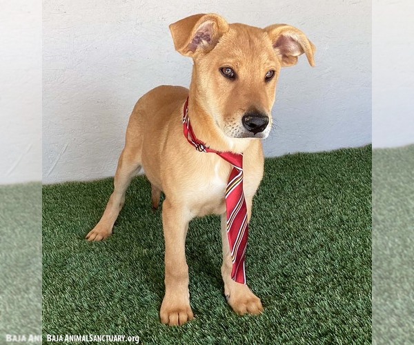 Medium Photo #3 Carolina Dog-Labrador Retriever Mix Puppy For Sale in San Diego, CA, USA