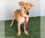 Small #2 Carolina Dog-Labrador Retriever Mix