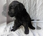 Small Photo #7 Goldendoodle Puppy For Sale in TEMECULA, CA, USA