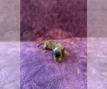 Small Photo #9 Dachshund Puppy For Sale in BLMGTN, IN, USA