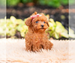 Small Photo #89 Maltipoo (Miniature) Puppy For Sale in WARSAW, IN, USA